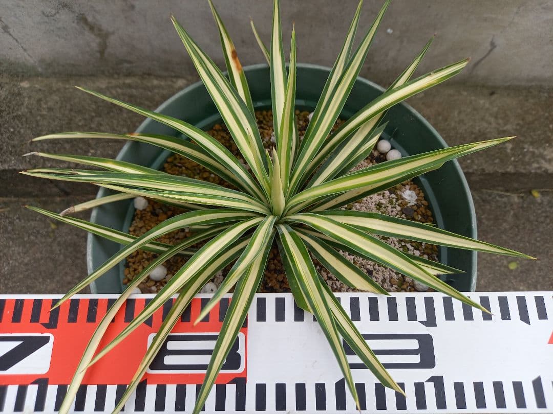 【レア度：★★★★★】ユッカ　アロイフォリア　メディオピクタ　黄中斑