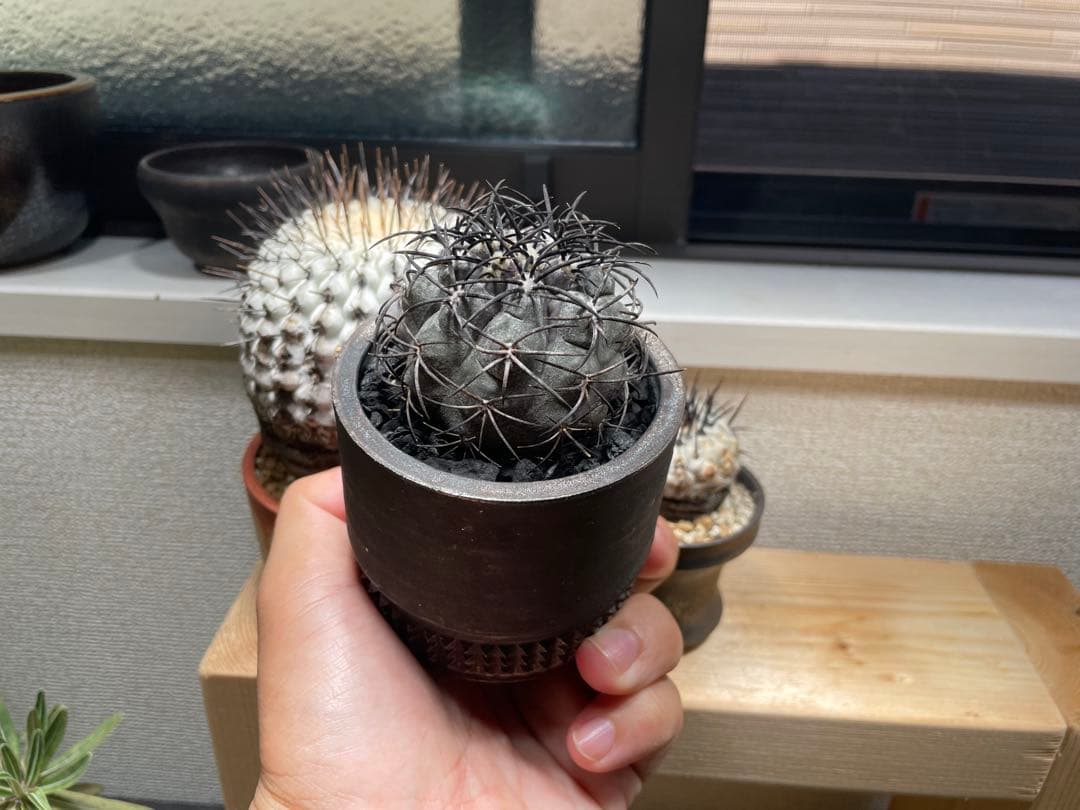 コピアポア　グリセオビオラセア　最終値下げ