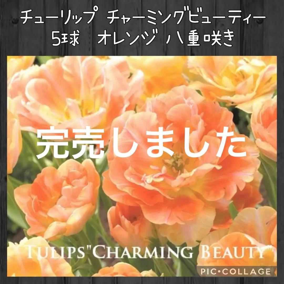 【球根】チャーミングビューティー 5球　チューリップ　アプリコット　八重咲き
