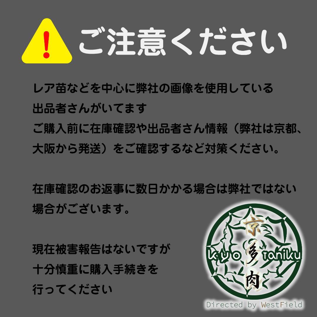 【匿名配送】発根済　アガベ チタノタ キングアーサー 亞瑟王