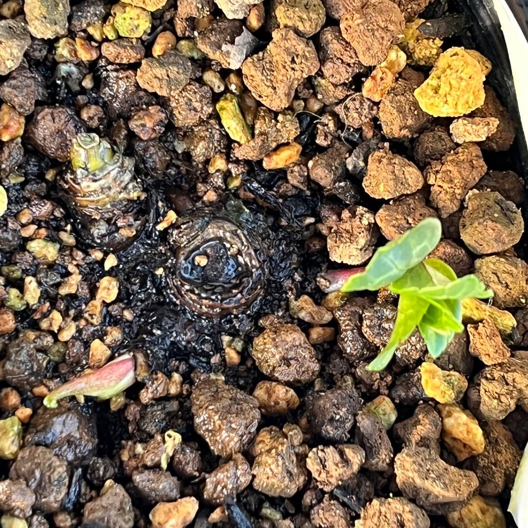 トコシエコウの花畑　ポット発送❤️セール❤️848【Ashwood】