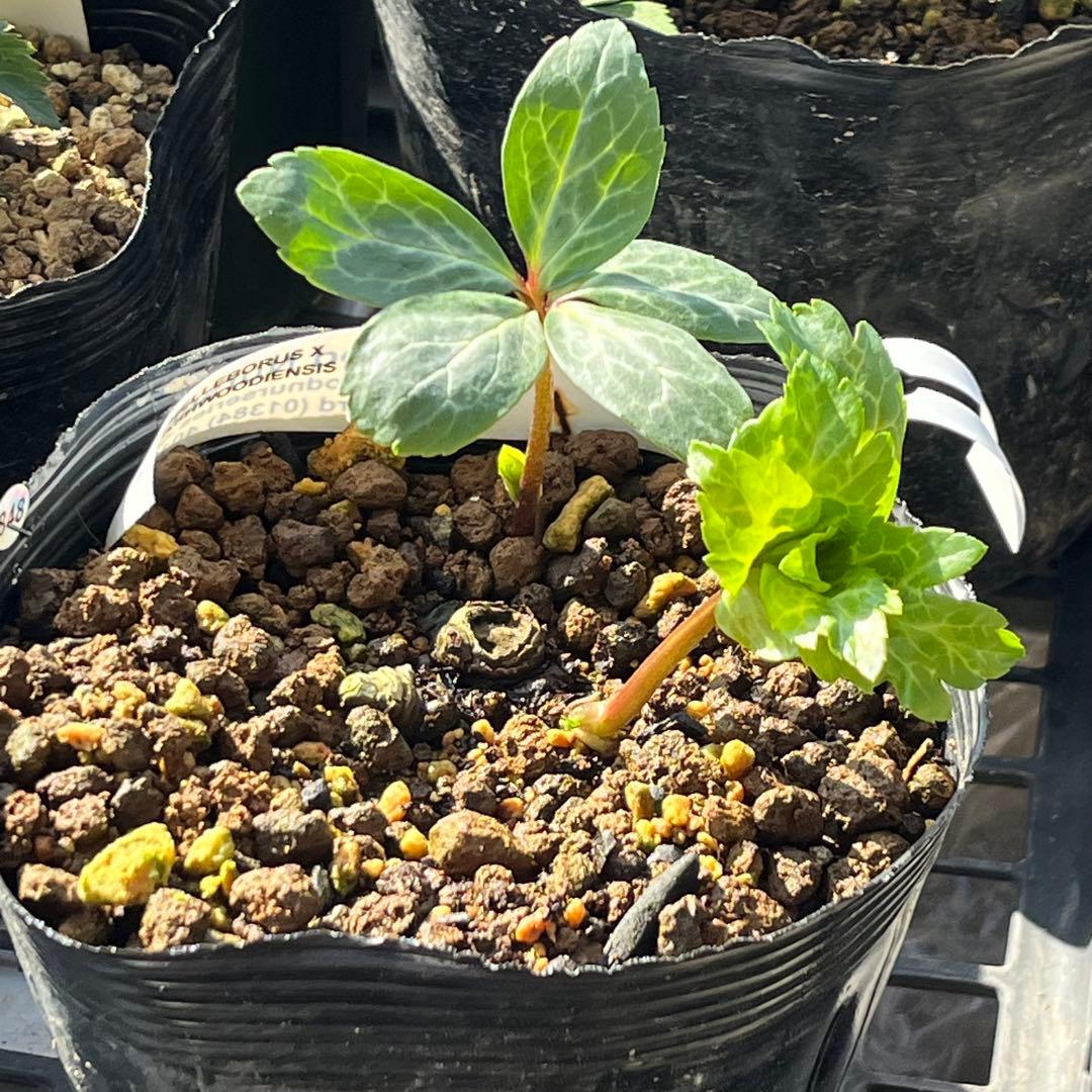 トコシエコウの花畑　ポット発送❤️セール❤️848【Ashwood】