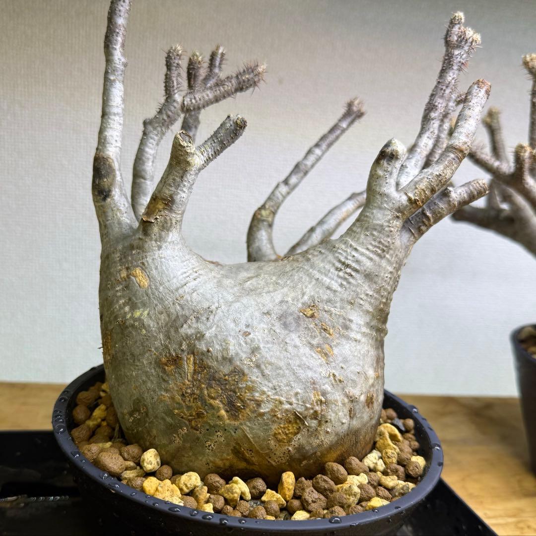 パキポディウム グラキリス 現地球 発根管理中