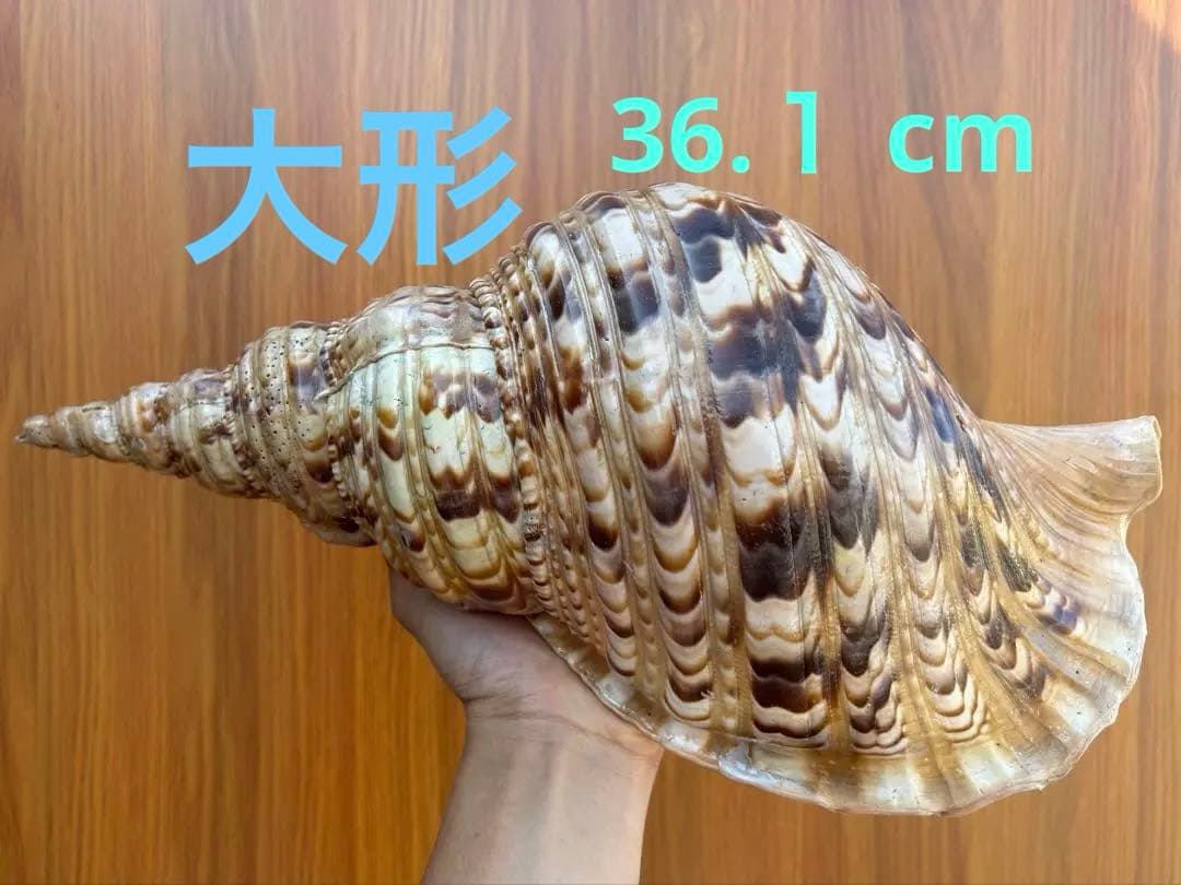 法螺貝36.1cm