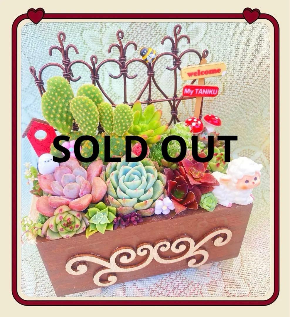 サボテン◆多肉寄せ植え◆ワイヤーフェンス◆木箱