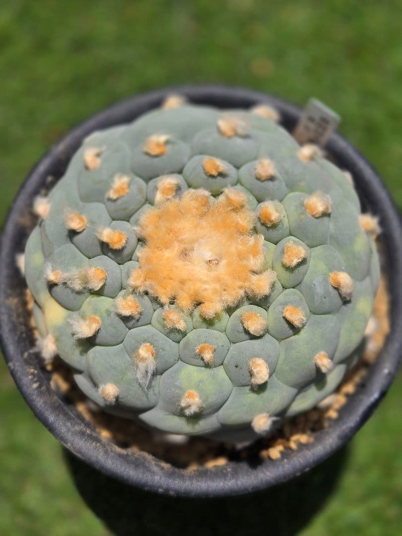 疣銀冠玉錦-実生