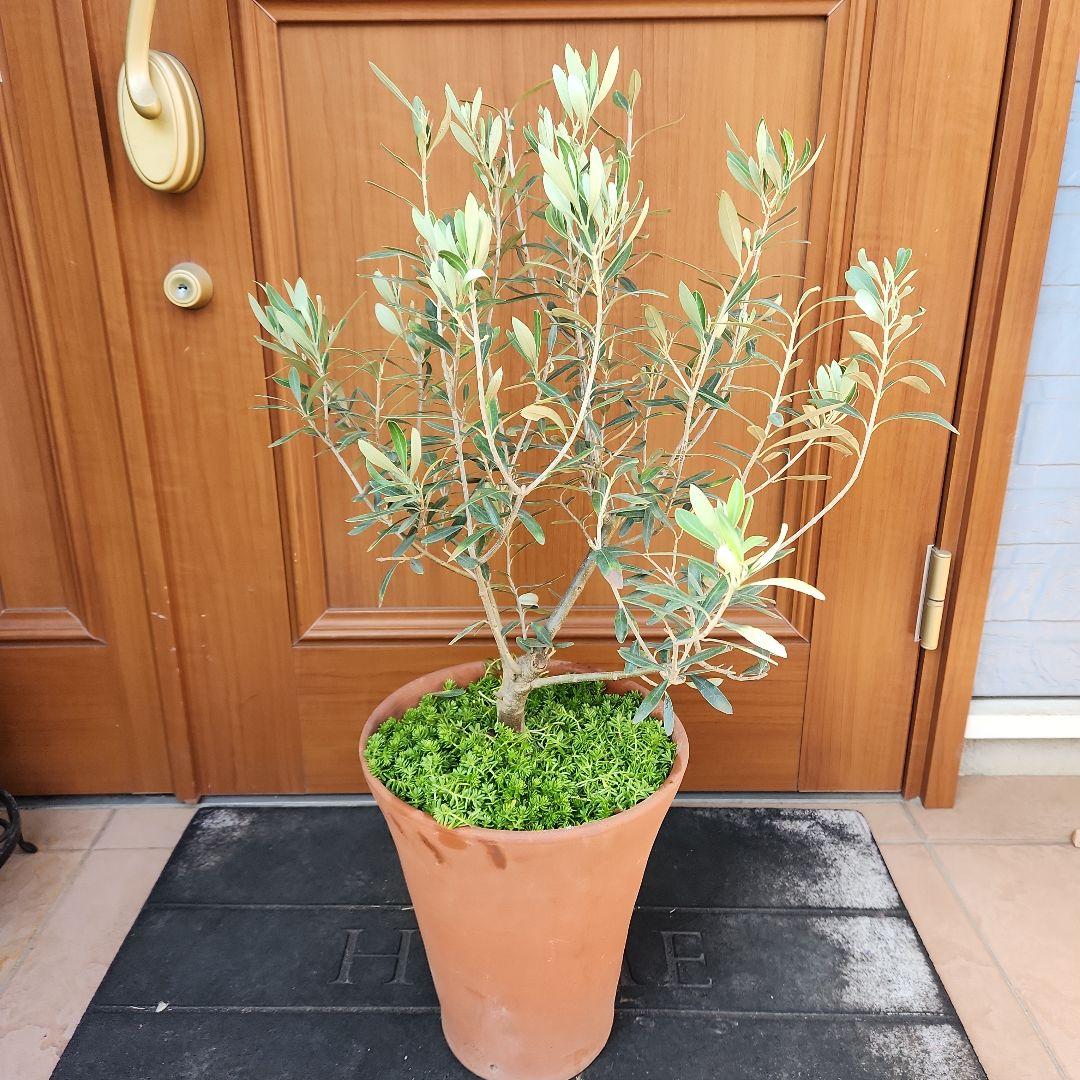 オリーブの木 チプレッシーノ SOUJU 8号鉢植え