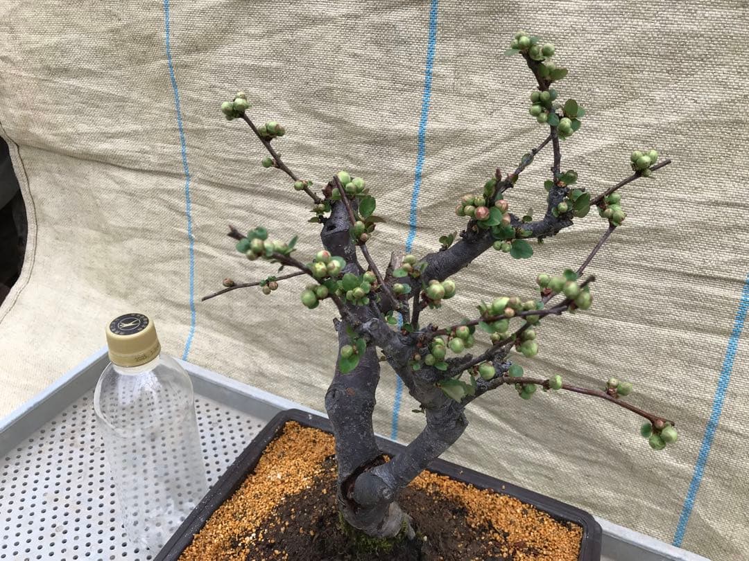 木瓜(ボケ)・放春花 彩の星 角鉢(咲分け保証品)③