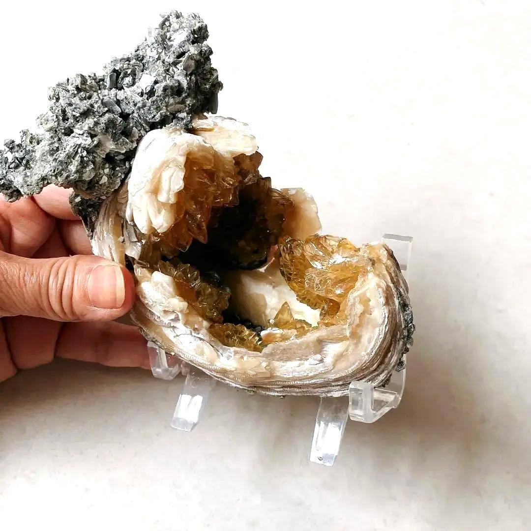 カルサイト　貝化石 鉱物