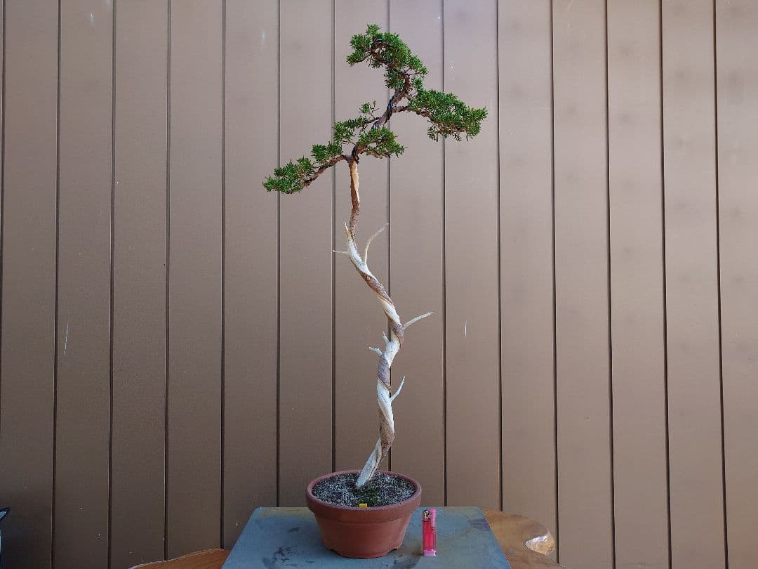 盆栽　糸魚川真柏　樹高80cm