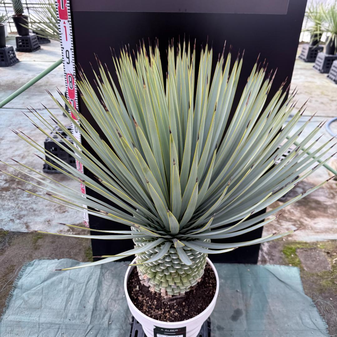 【AL-F1166】ユッカロストラータ　ホワイト個体