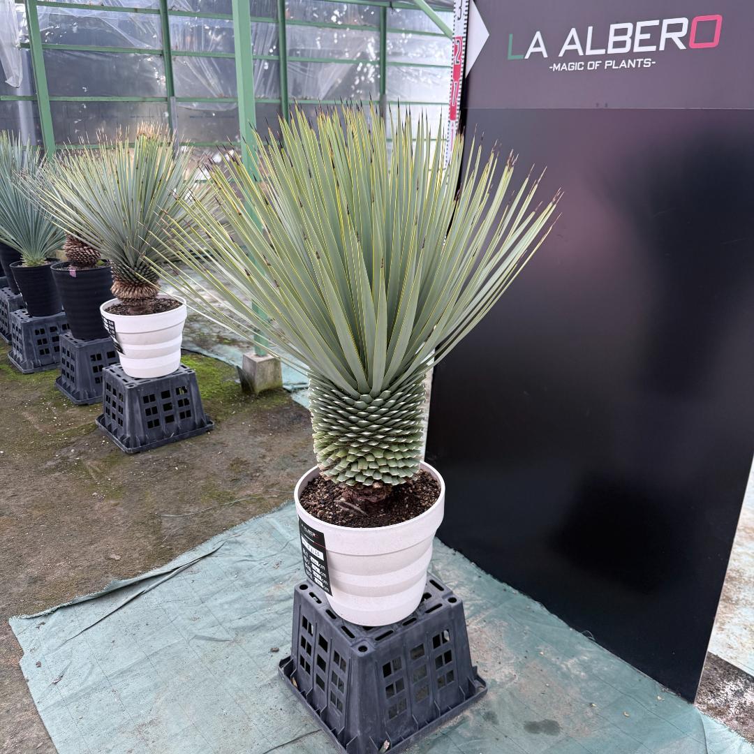 【AL-F1166】ユッカロストラータ　ホワイト個体