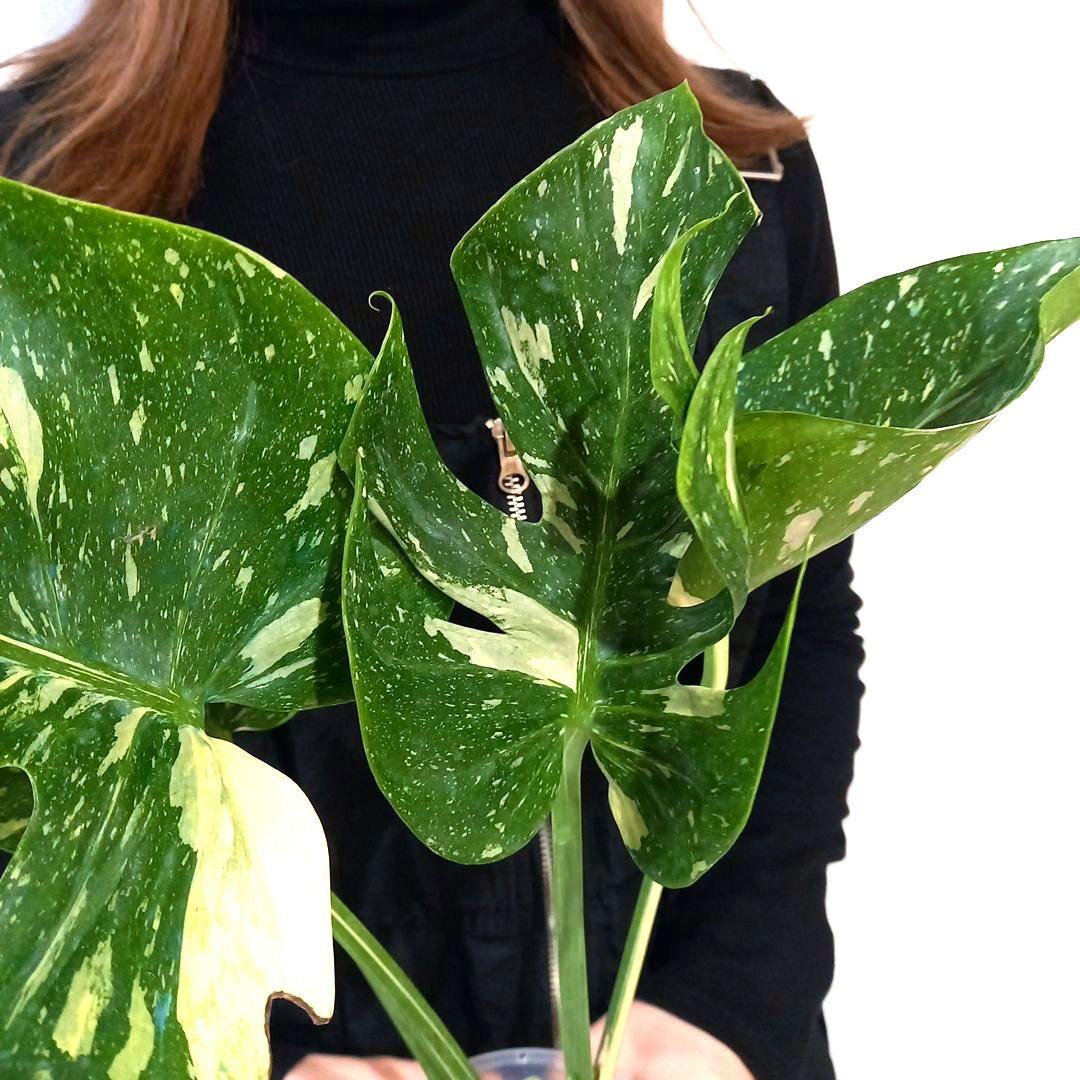 超絶希少 モンステラ デリシオーサ メデューサ