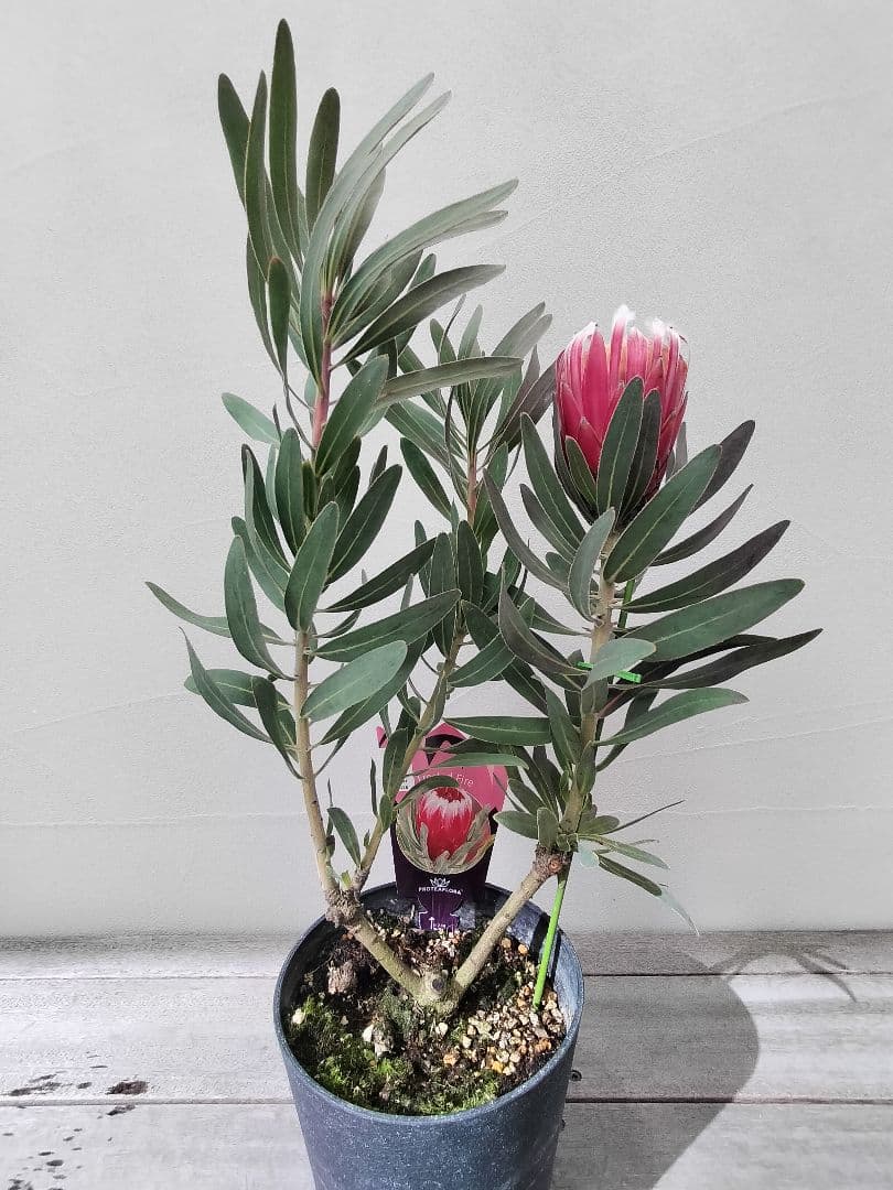 希少　プロテア　フロステッドファイヤー　良株