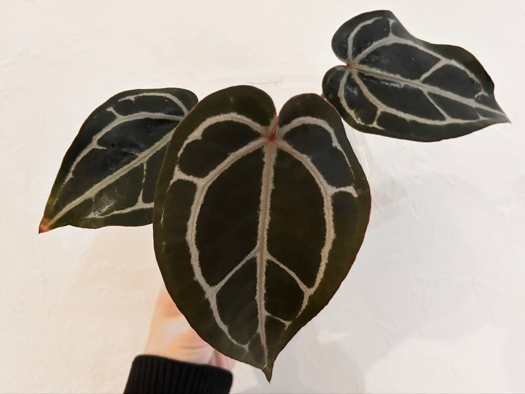 アンスリウム　ドックブロック　スカーレット　S1 ワビサビプランツ