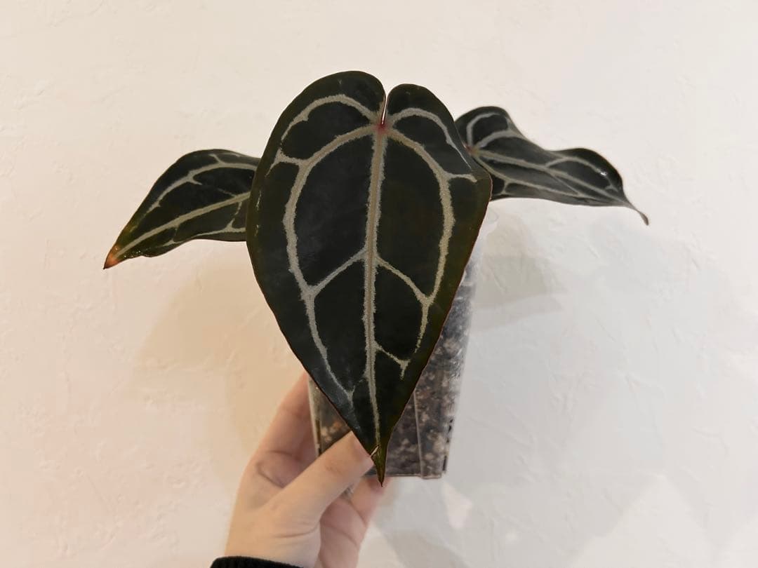 アンスリウム　ドックブロック　スカーレット　S1 ワビサビプランツ