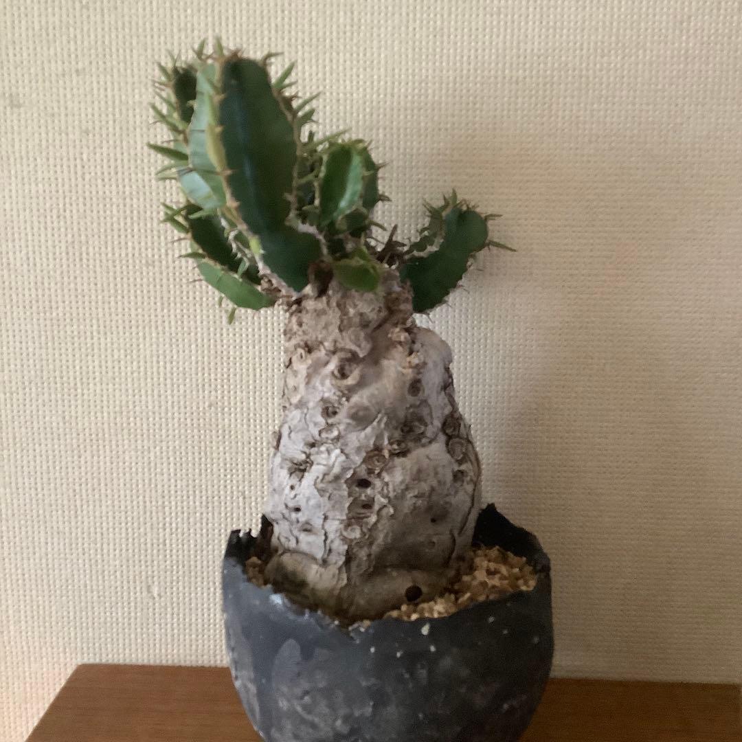 カ〜ジマン 発根済　ムランジーナ　　現地球　たけろうポット