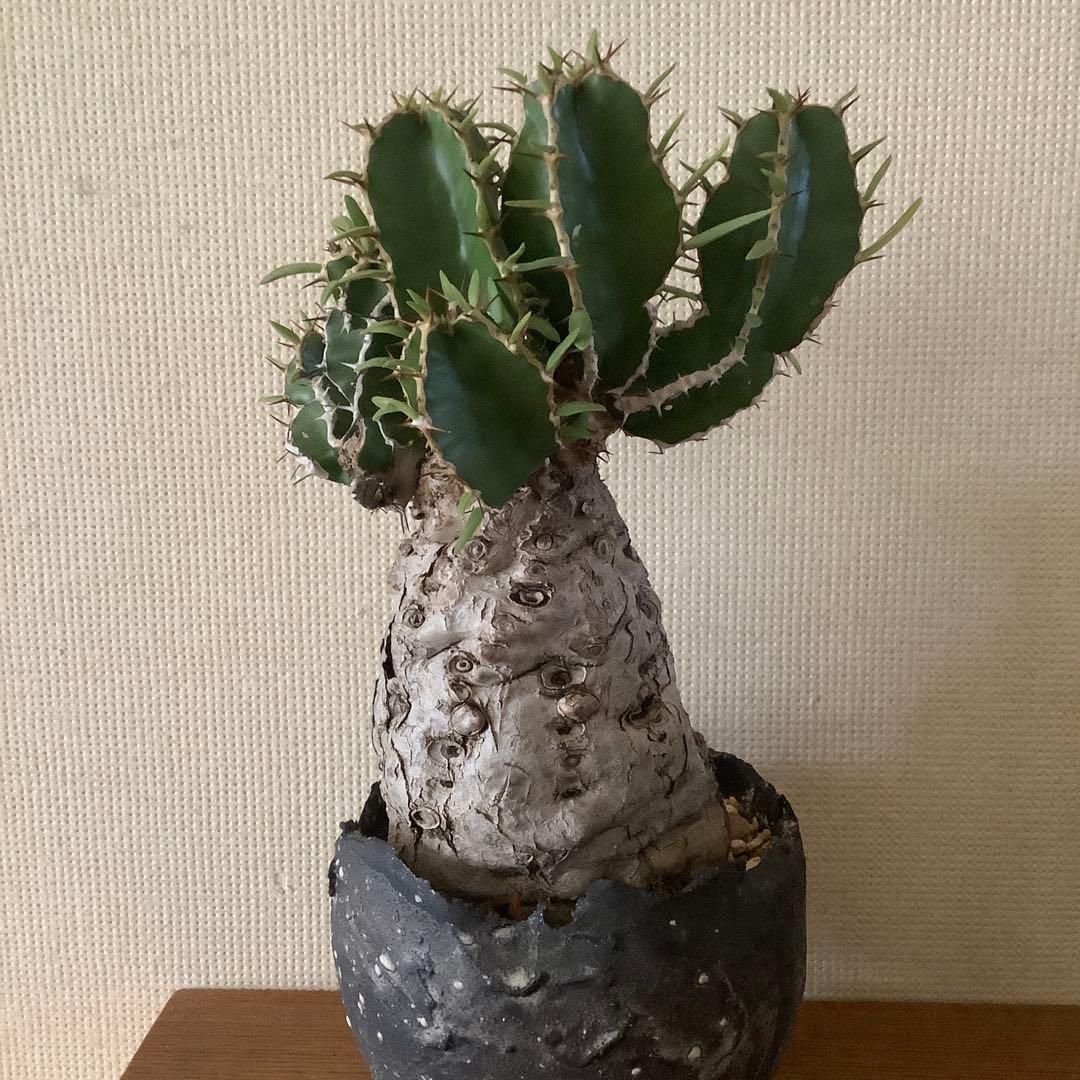 カ〜ジマン 発根済　ムランジーナ　　現地球　たけろうポット