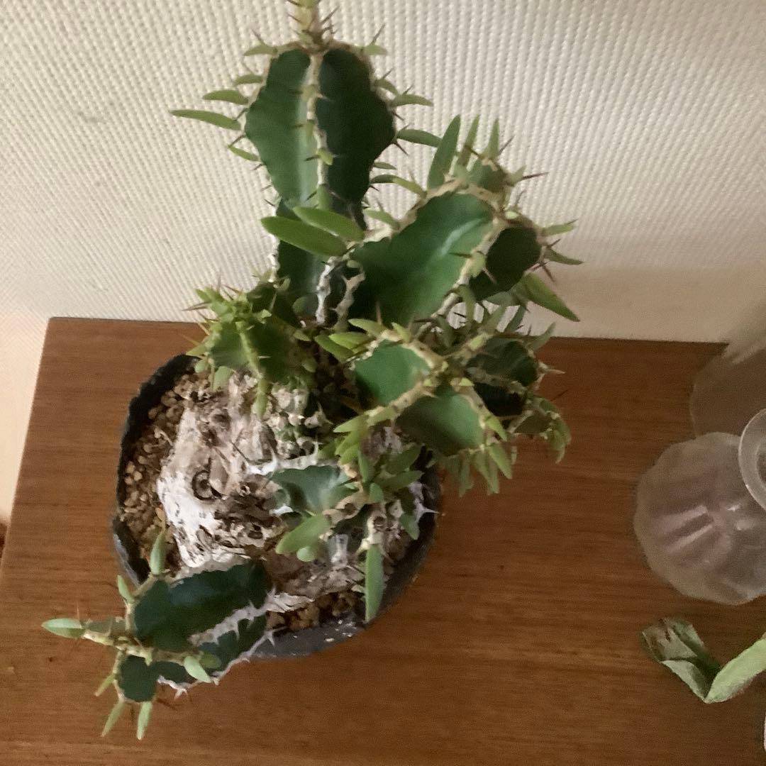 カ〜ジマン 発根済　ムランジーナ　　現地球　たけろうポット