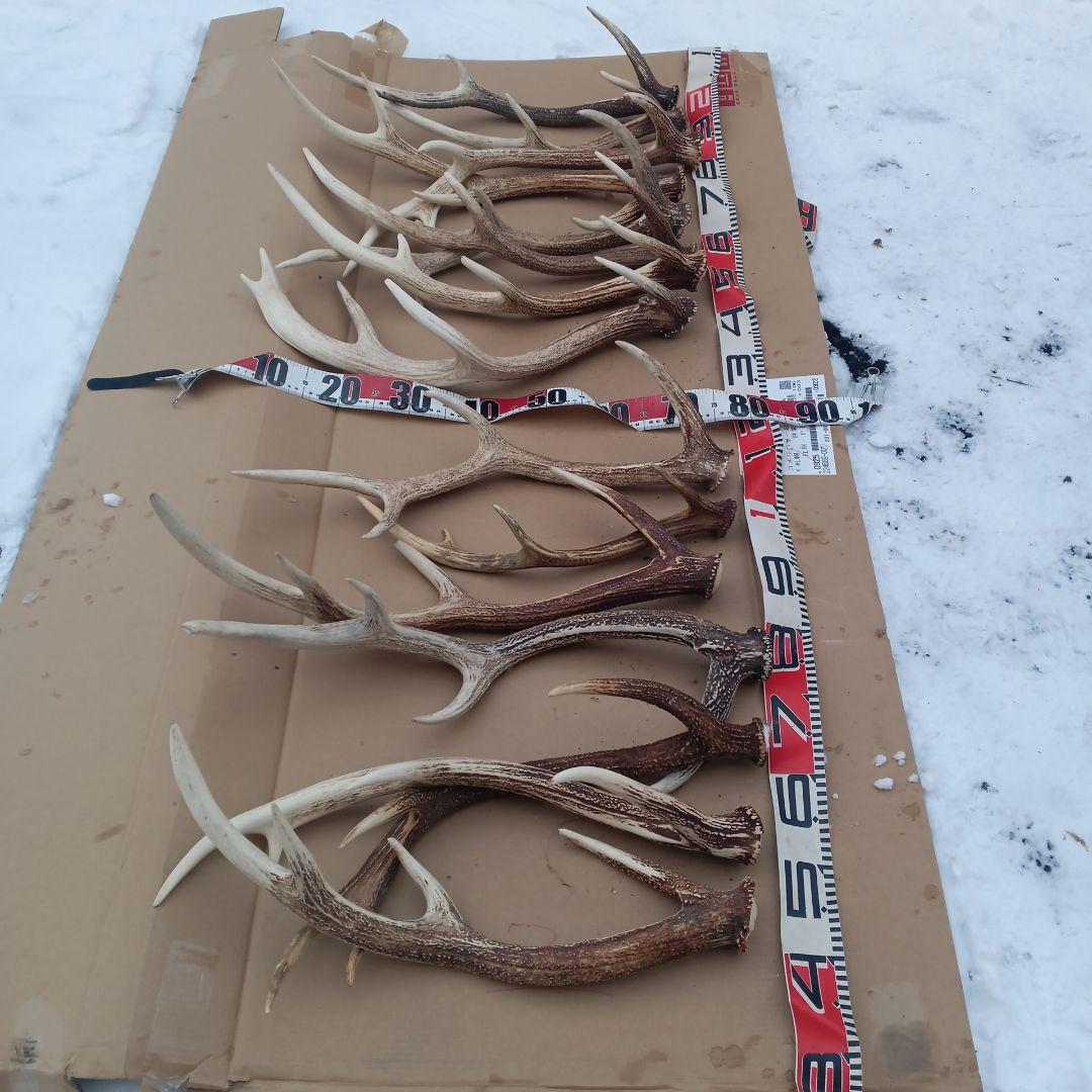 S*i様 蝦夷鹿の大型の角 犬用おもちゃ 工芸品などに １２番