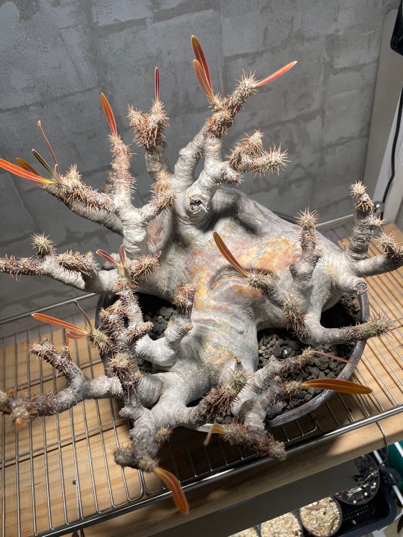 パキポディウム　グラキリス　現地株　大株　発根済み