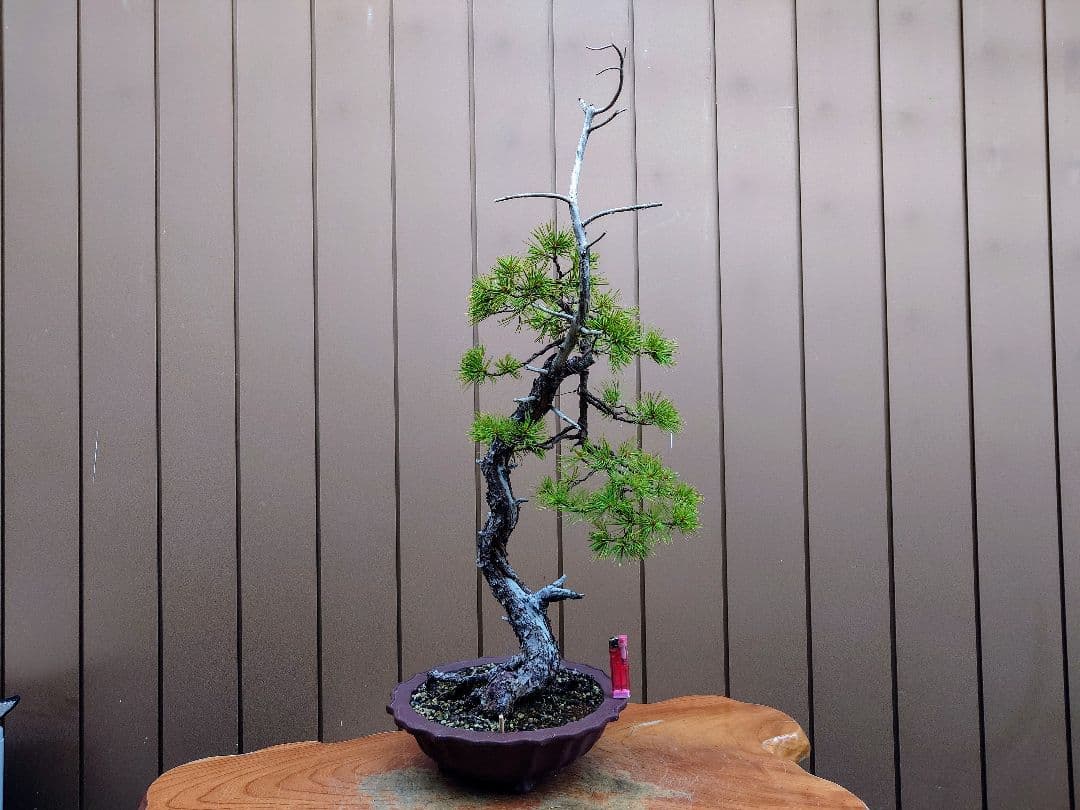 盆栽　五葉松　樹高76cm