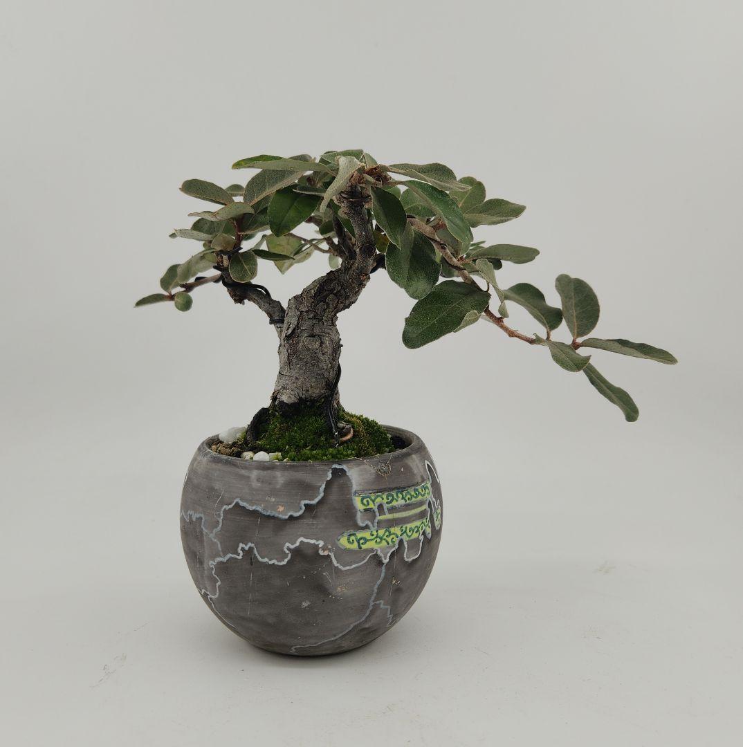 小品 寒グミ盆栽 五葉松盆栽 真柏盆栽 懸崖 真柏 黒松 赤松 五葉松