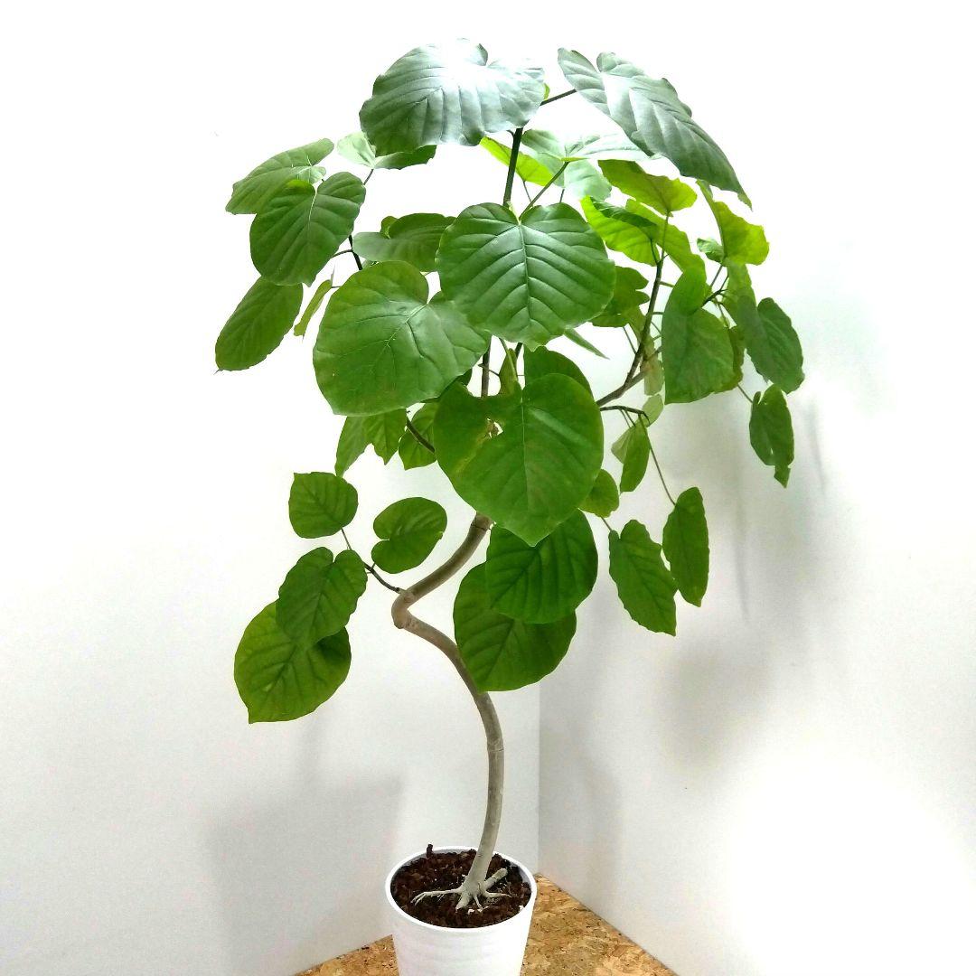 m*i様 フィカス　 ウンベラータ ❗️綺麗な曲がり❗ 130cm‼️7号セラア
