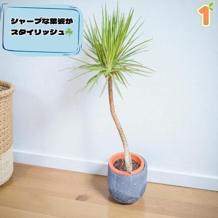 ドラセナ・コンシンネ１｜希少・S字曲がり仕立て｜有機質用土6号鉢｜
