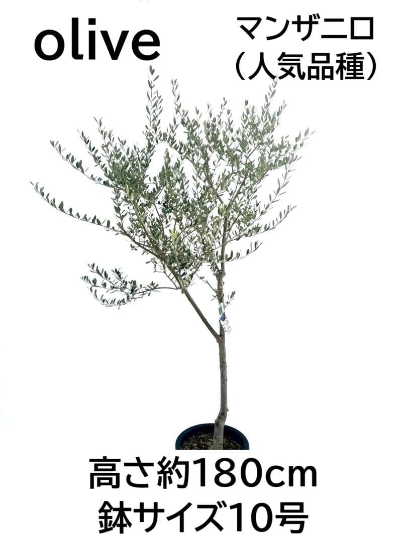 オリーブの木　マンザニロ　10号　約180cm　NO.880　人気品種　現品掲載