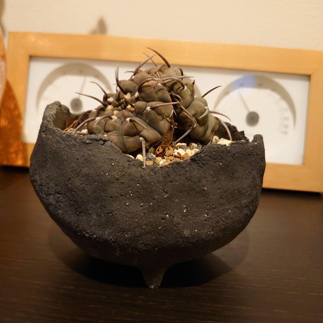 【激レア】ギムノカリキウム ダブルヘッド 実生 一本刺バッテリー 双頭　扁平！