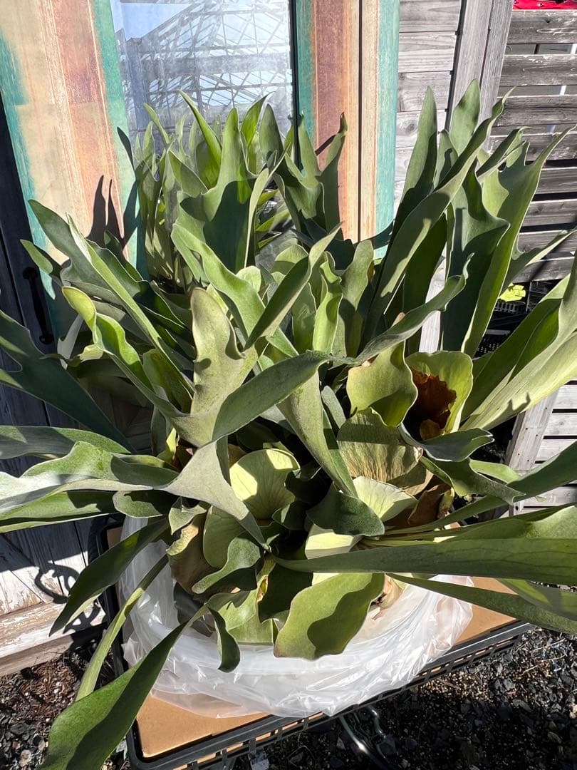 特大size 【ビカクシダ ネザーランド】 現物発送