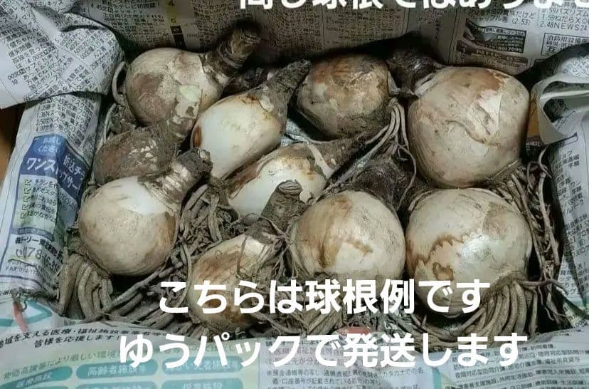 専用です。リコリス大中小球根5400g位