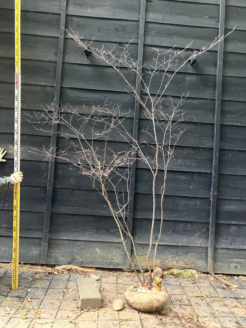 300 山採り　ナツハゼ