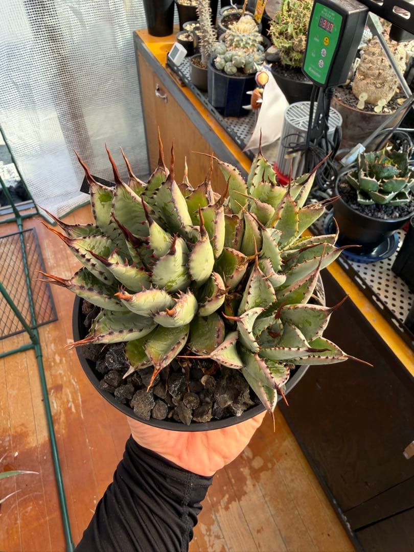 アガベ　八荒雷神　仔株付き　検）オテロイ ブツブツ 悪魔 ビースト