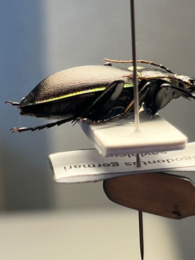【27mm】ゲルマリーキンオサムシ Megodontus germari標本