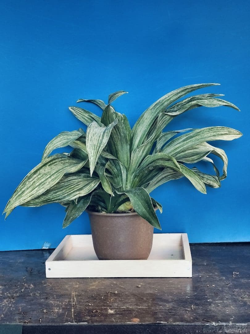 万年青 (根岸の松の実生) おもと 実生 ⑳