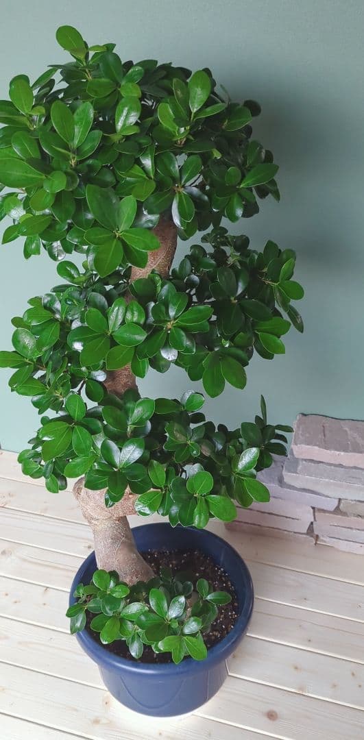 特大 《現品》昇り龍 ガジュマル ひねり 綺麗 曲がり 運気上昇