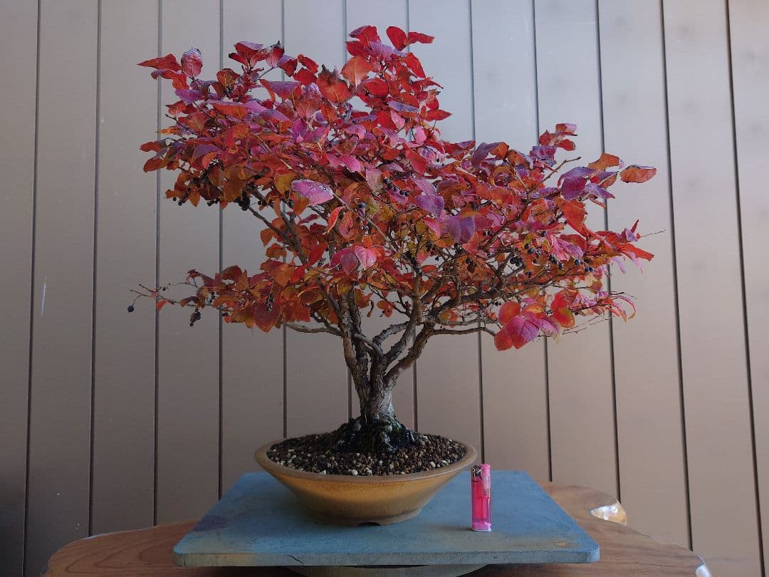 盆栽　ナツハゼ　樹高54cm