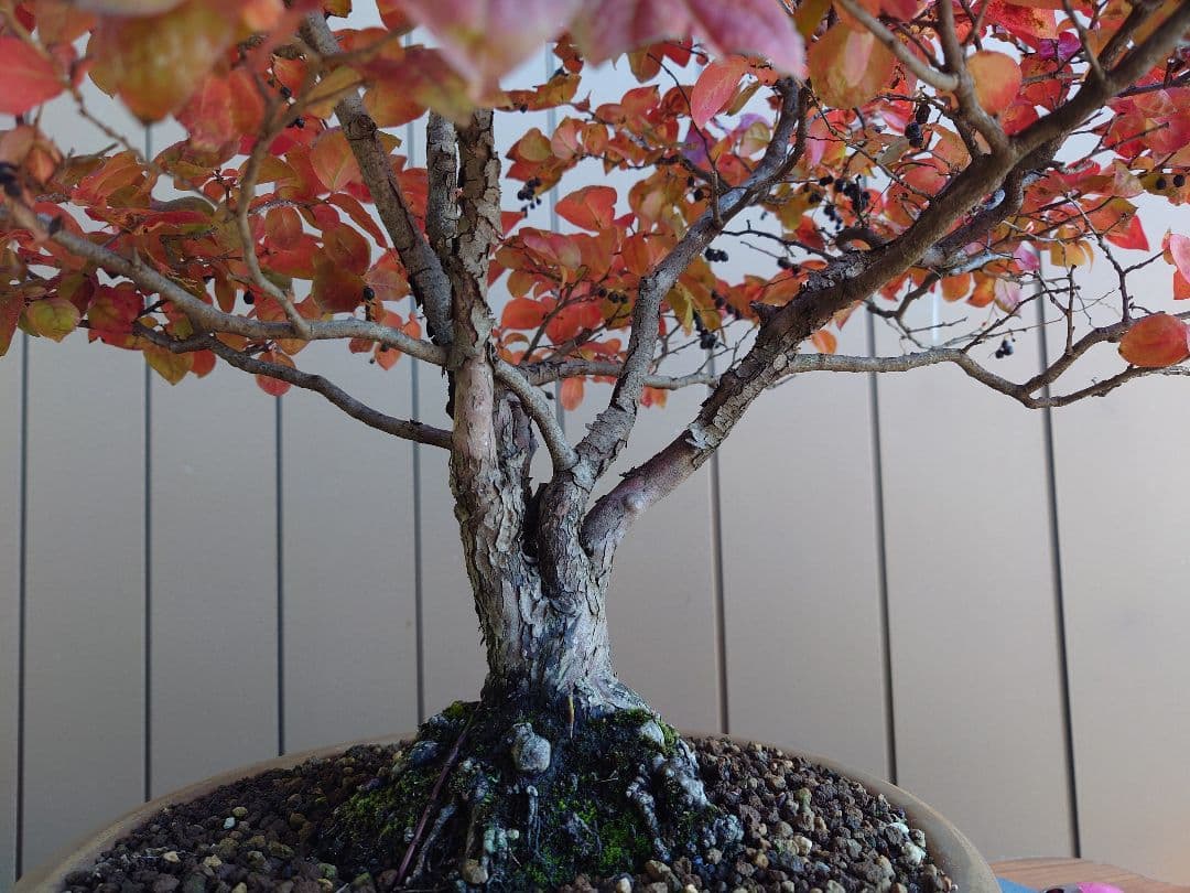 盆栽　ナツハゼ　樹高54cm