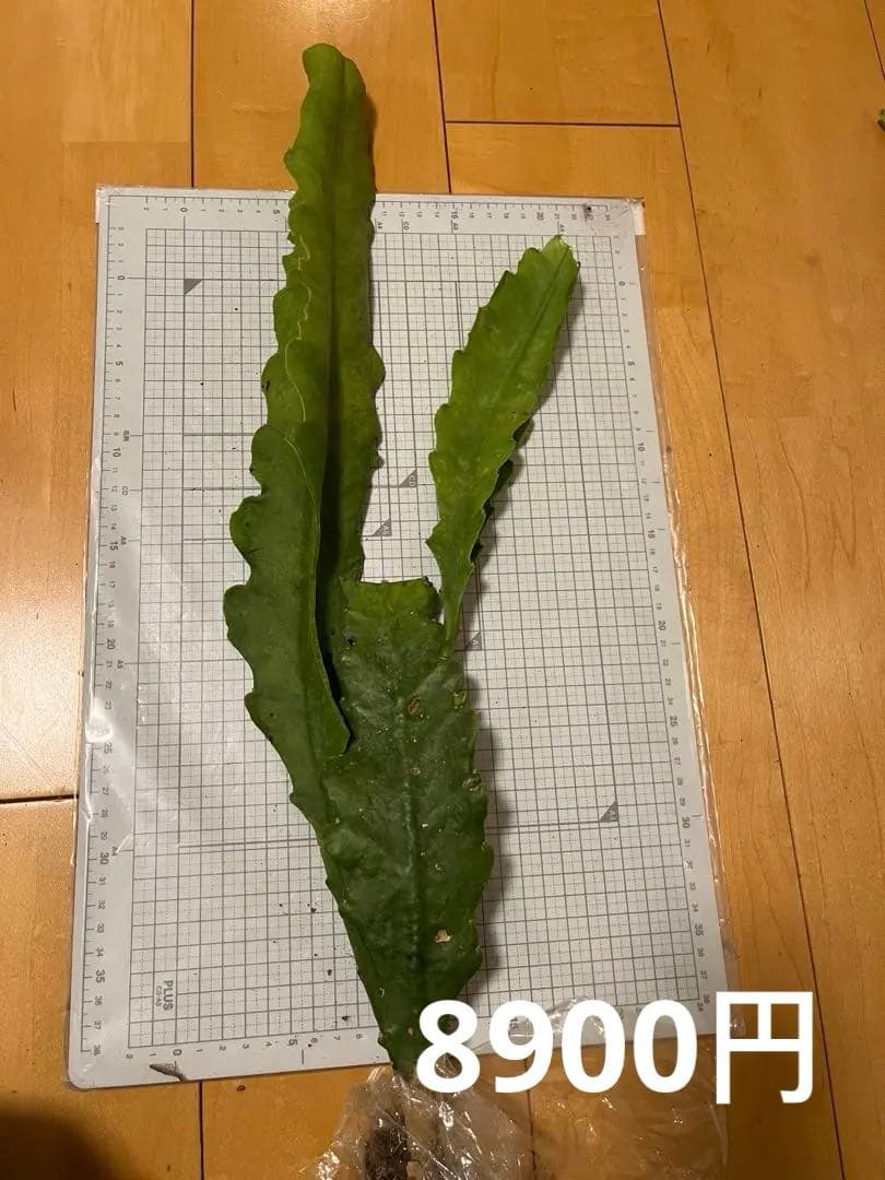 メル85316様　取り置き