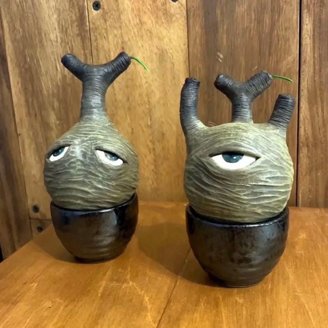 yasuo noto　パキポーズ　グラキリス