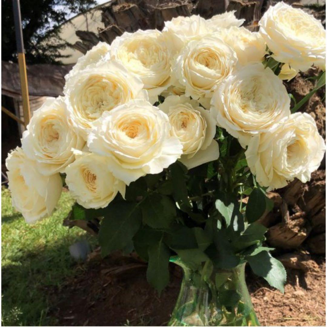 バラ苗切りバラ苗バラ苗、innoc♡ntバラ