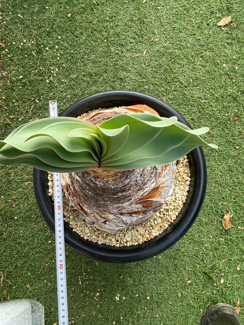 塊根植物 ブーファン　ハエマンソイデス