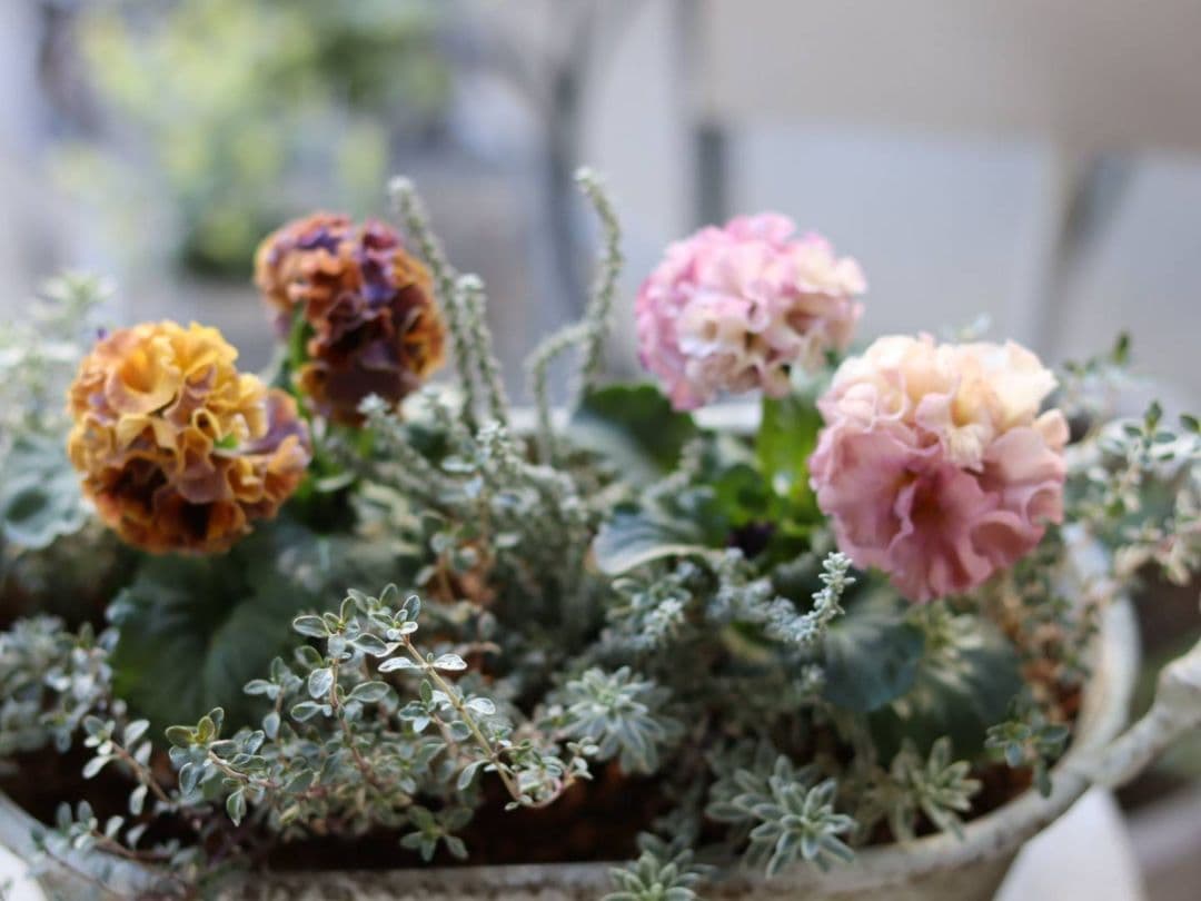 ❁⃘ローブドゥアントワネット ロココ2株とカラーリーフの寄植え❁⃘ブリキ