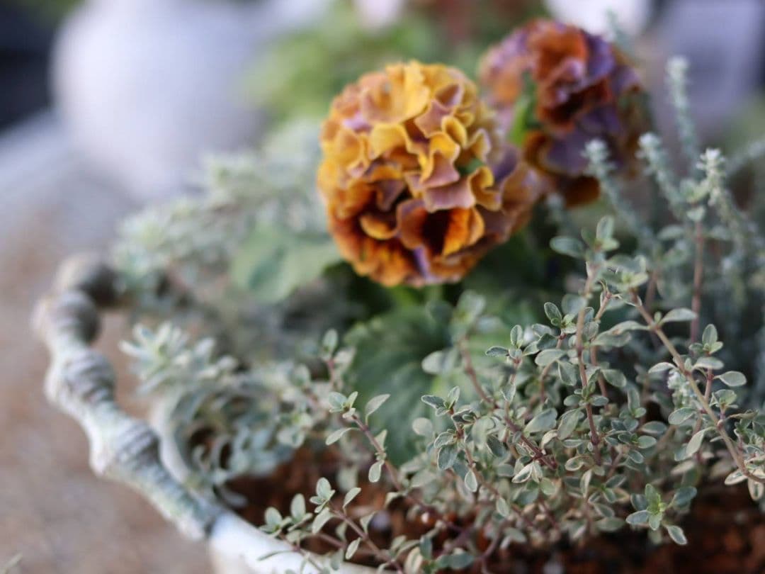 ❁⃘ローブドゥアントワネット ロココ2株とカラーリーフの寄植え❁⃘ブリキ