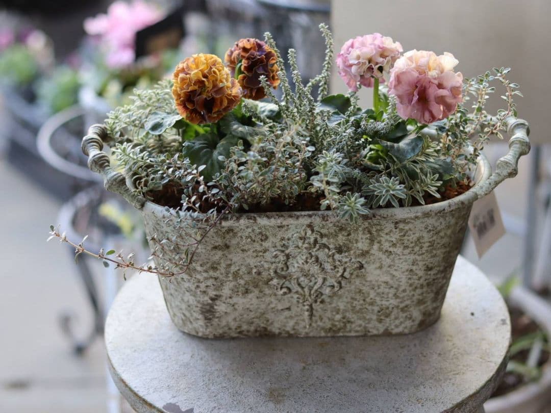 ❁⃘ローブドゥアントワネット ロココ2株とカラーリーフの寄植え❁⃘ブリキ