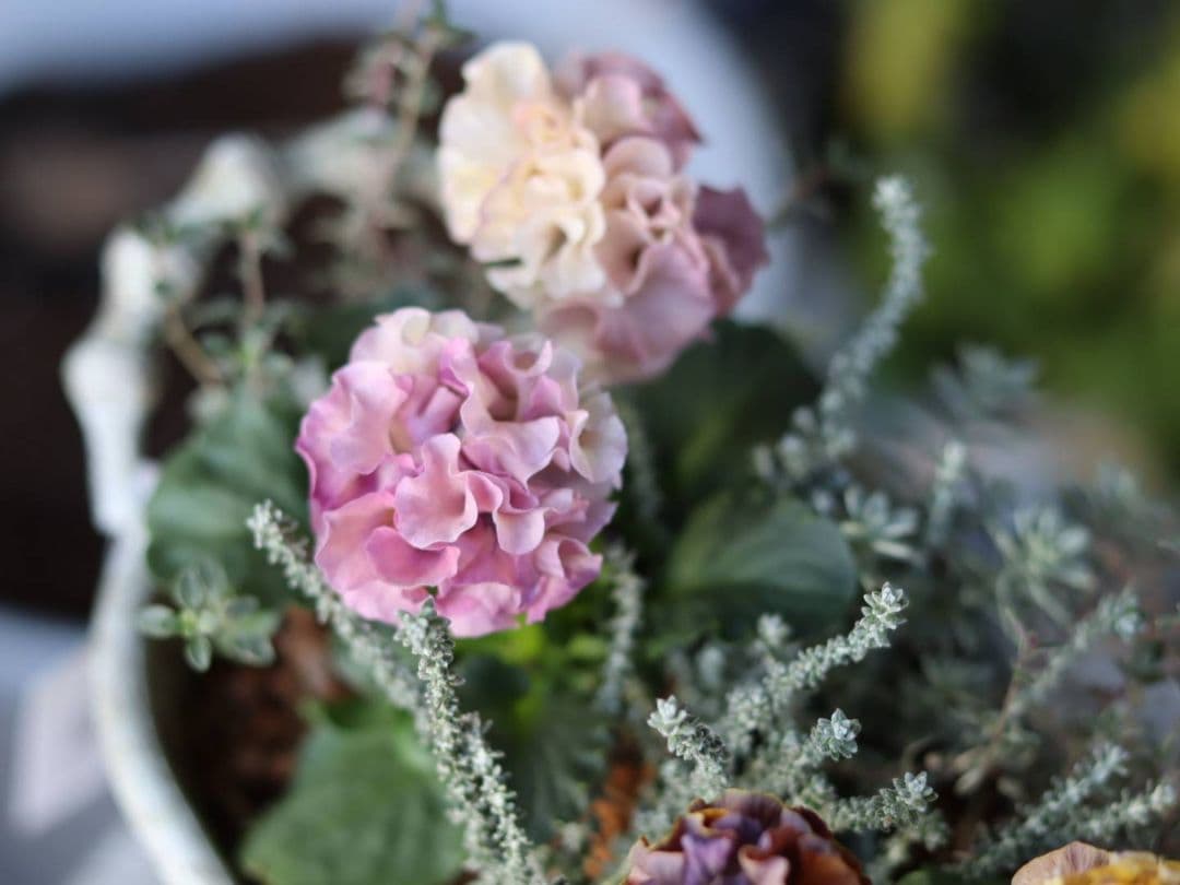 ❁⃘ローブドゥアントワネット ロココ2株とカラーリーフの寄植え❁⃘ブリキ