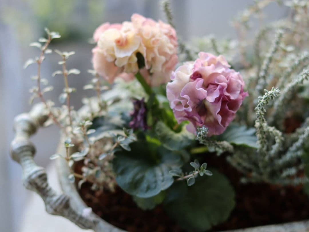 ❁⃘ローブドゥアントワネット ロココ2株とカラーリーフの寄植え❁⃘ブリキ