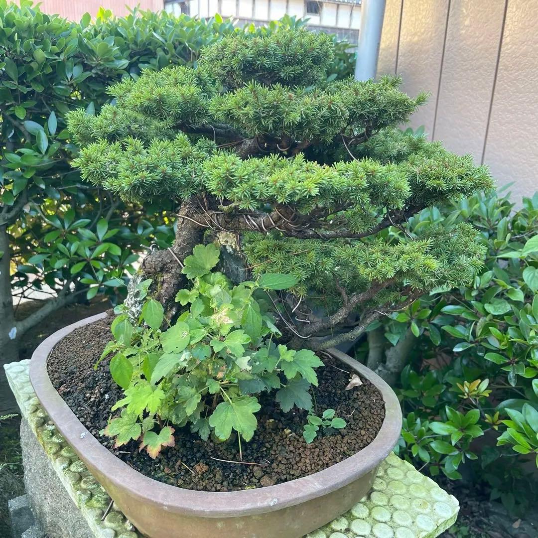 蝦夷松